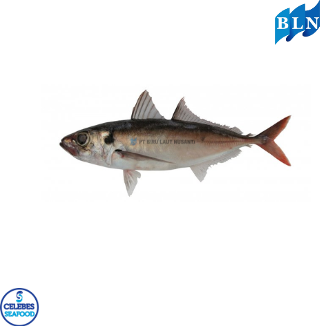 The Amazing Muroaji: Everything You Need to Know About This Fish